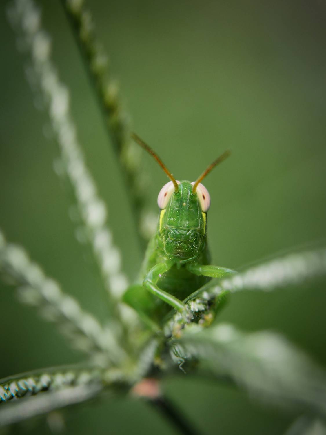 green grasshopper