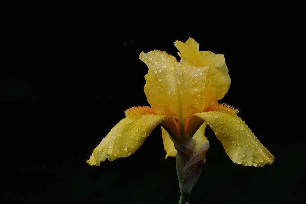 Photograph by Сергей Пидронов