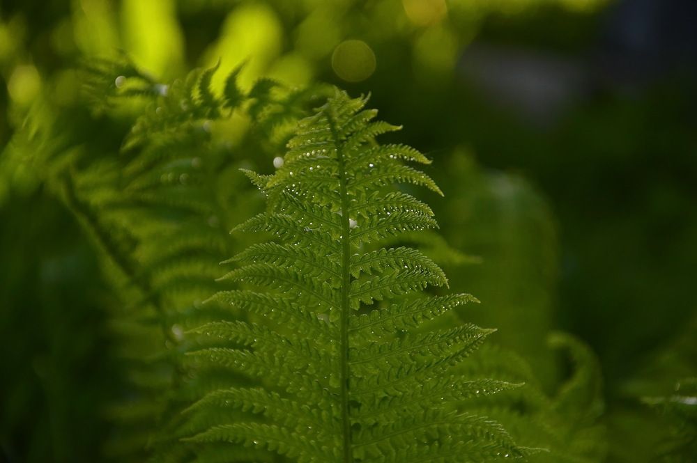Fern