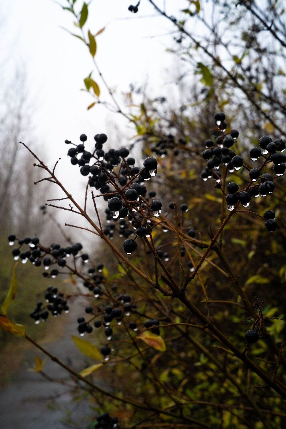 Photo #13606022