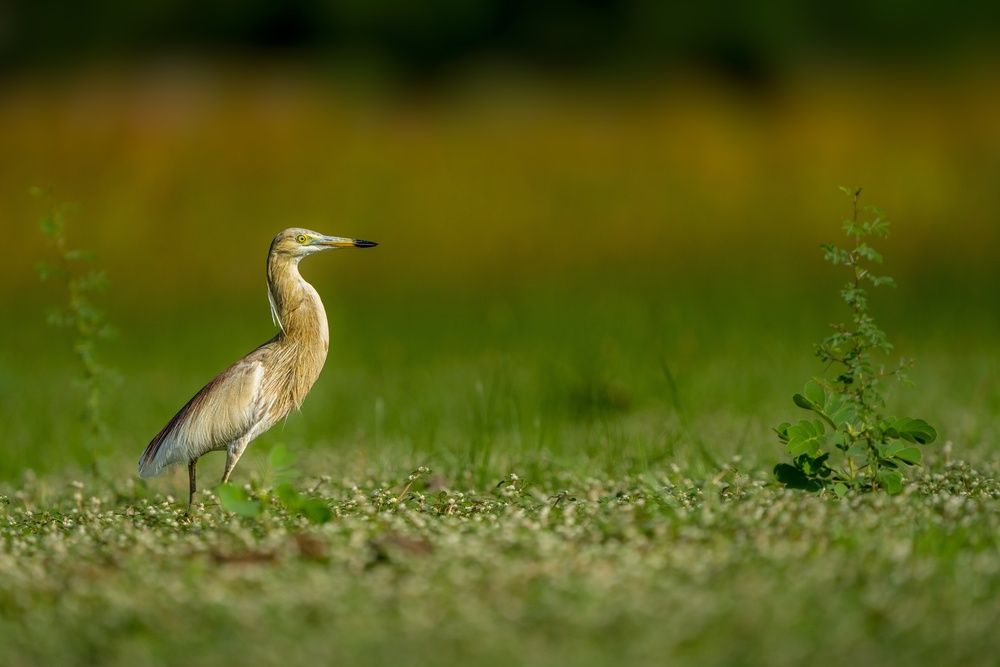 Photograph by mahadevan Arige