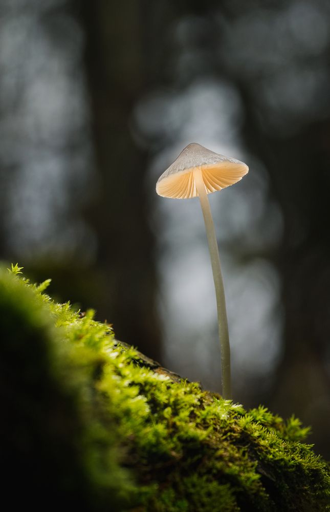 Photograph by RIDWANSYAH