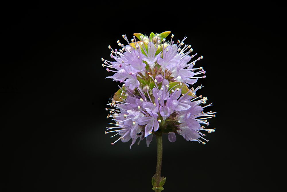 Macro photograph of a purple mint flower on a black background
