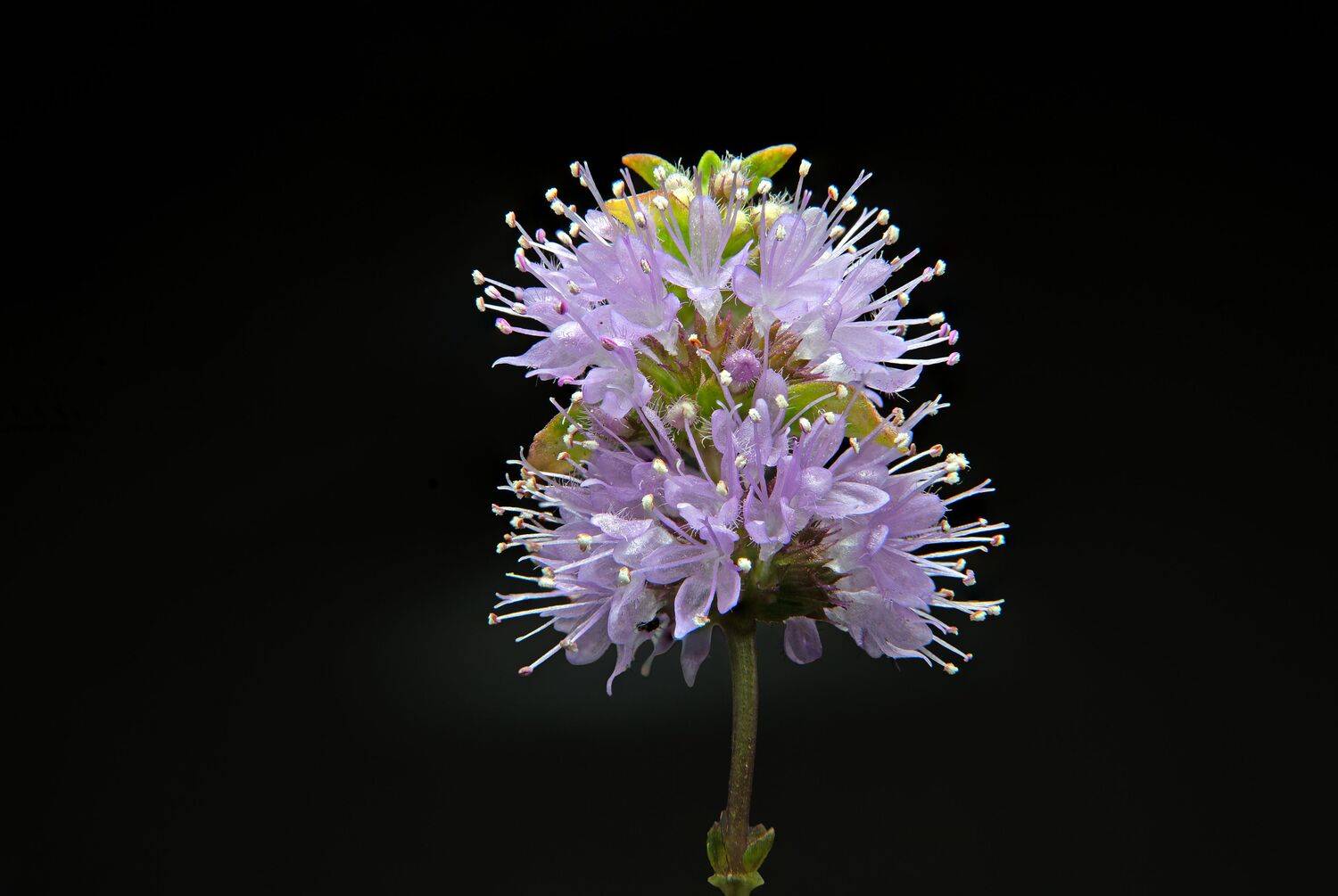 Macro photograph of a purple mint flower on a black background