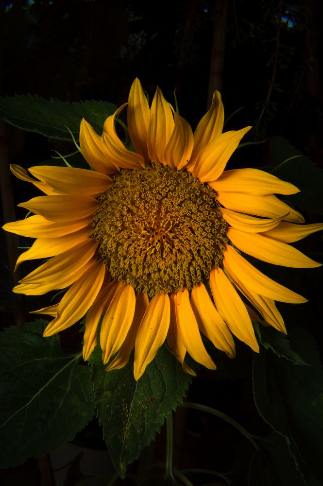 Macro photograph of a yellow sunflower with dramatic lighting