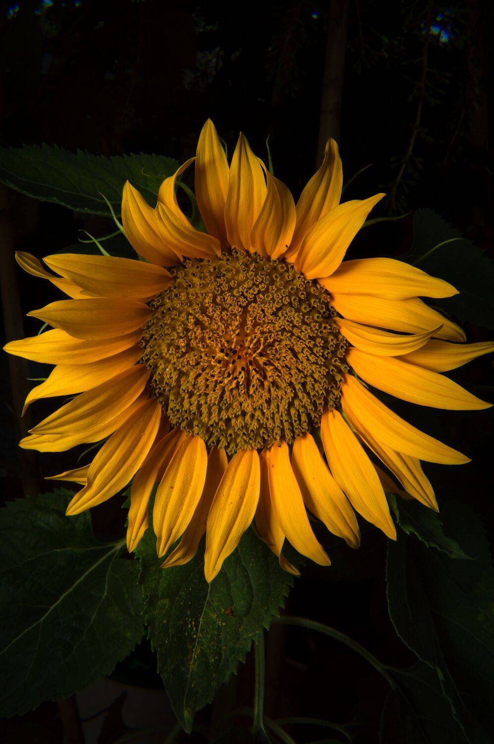 Macro photograph of a yellow sunflower with dramatic lighting