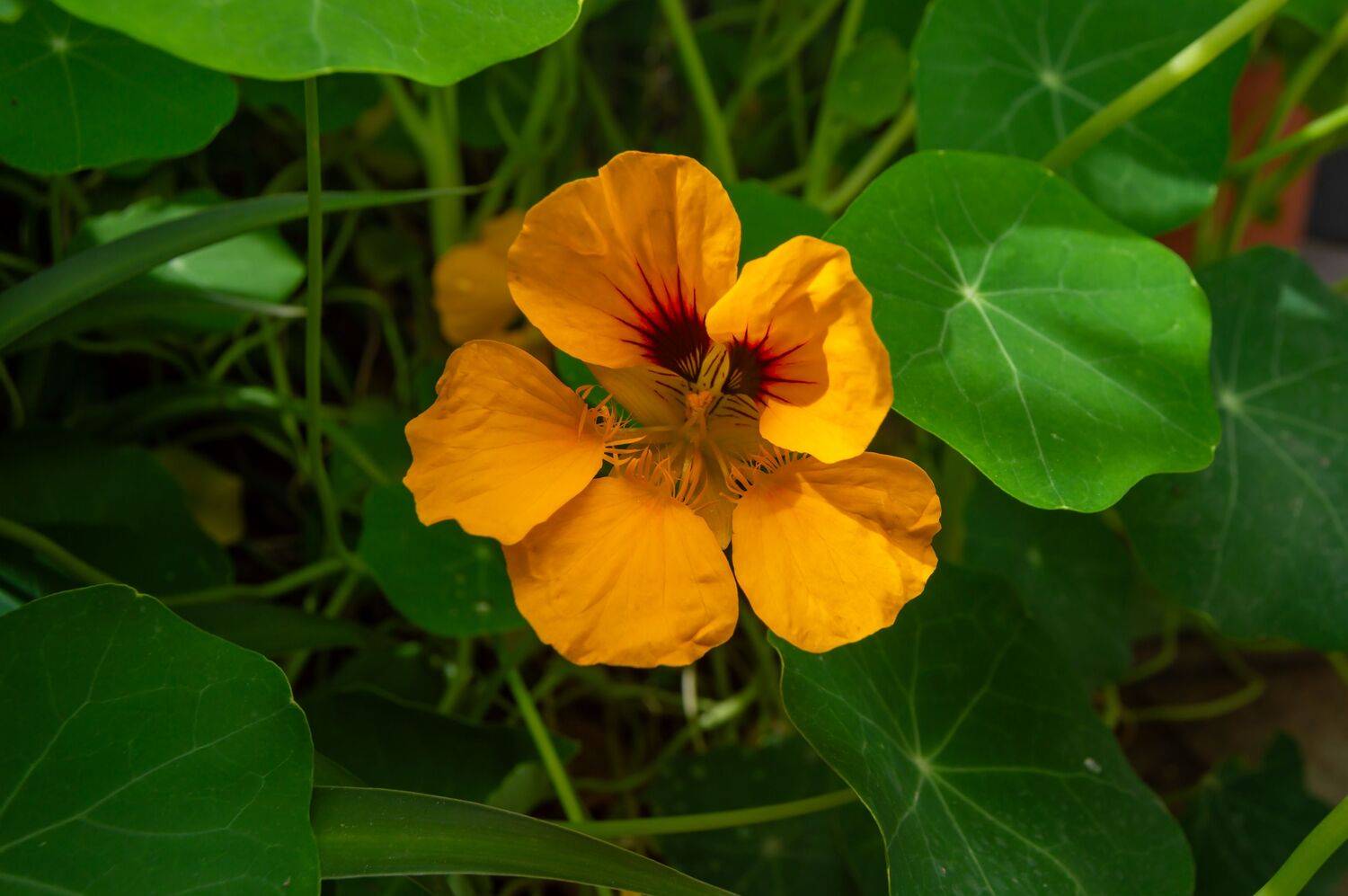 Macro photograph of an orange nasturtium flower among green leaves Macro photograph of an orange nasturtium flower among green leaves