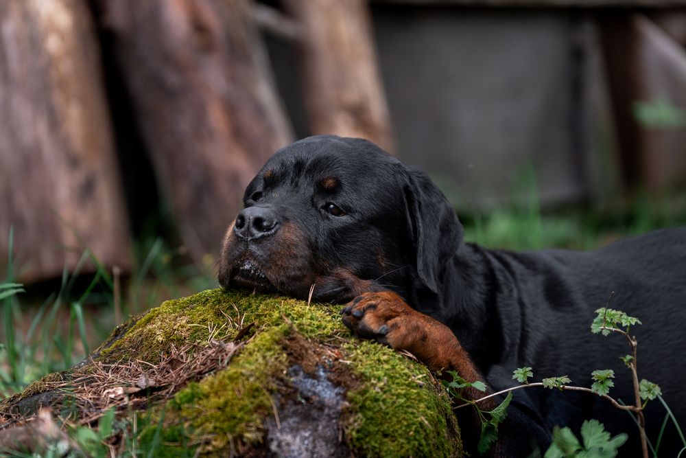 Photograph by Марина Виноградова