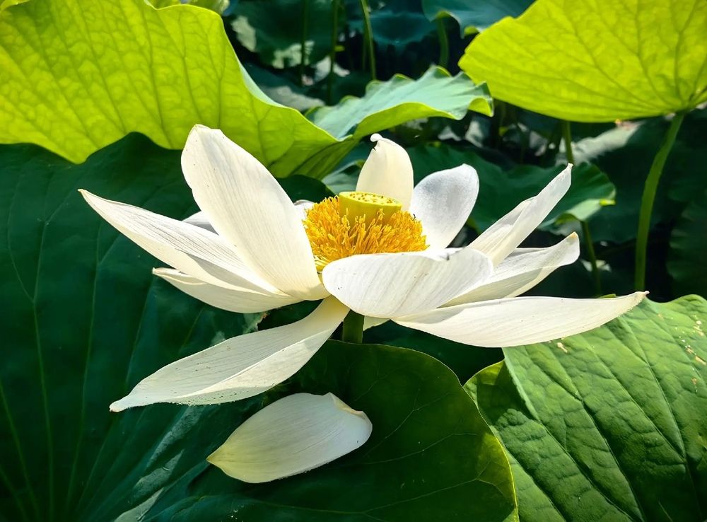Sunlit Lotus