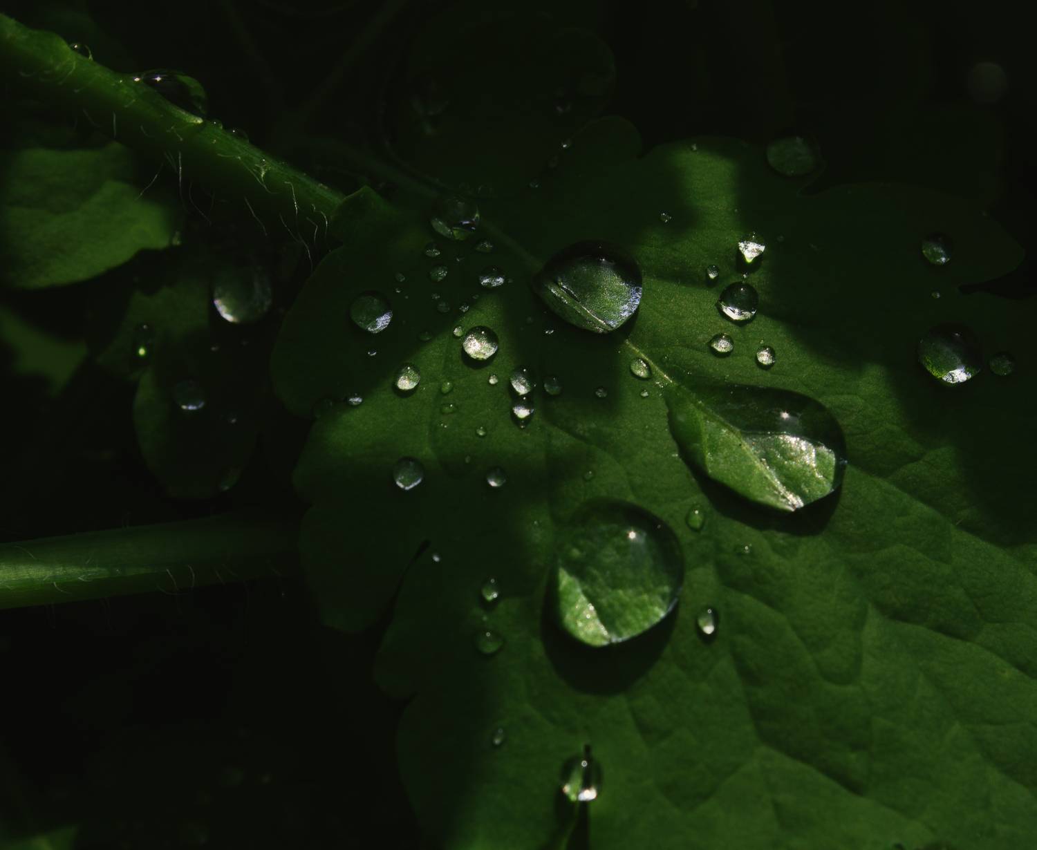 Photo #13607345