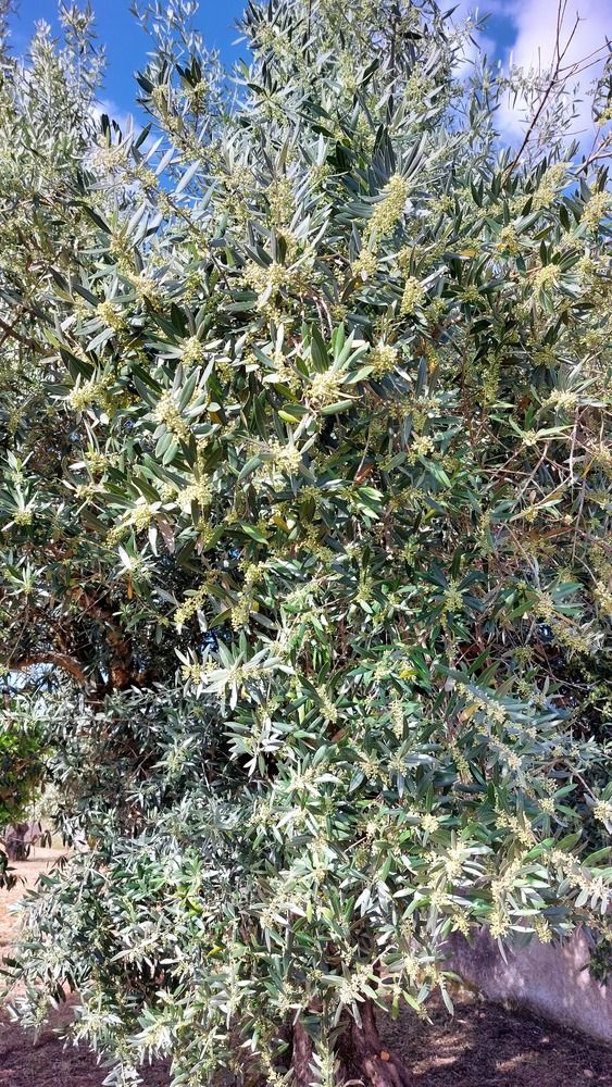Olive