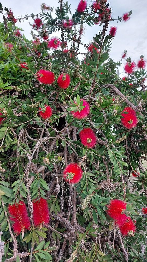 Limpa garrafas