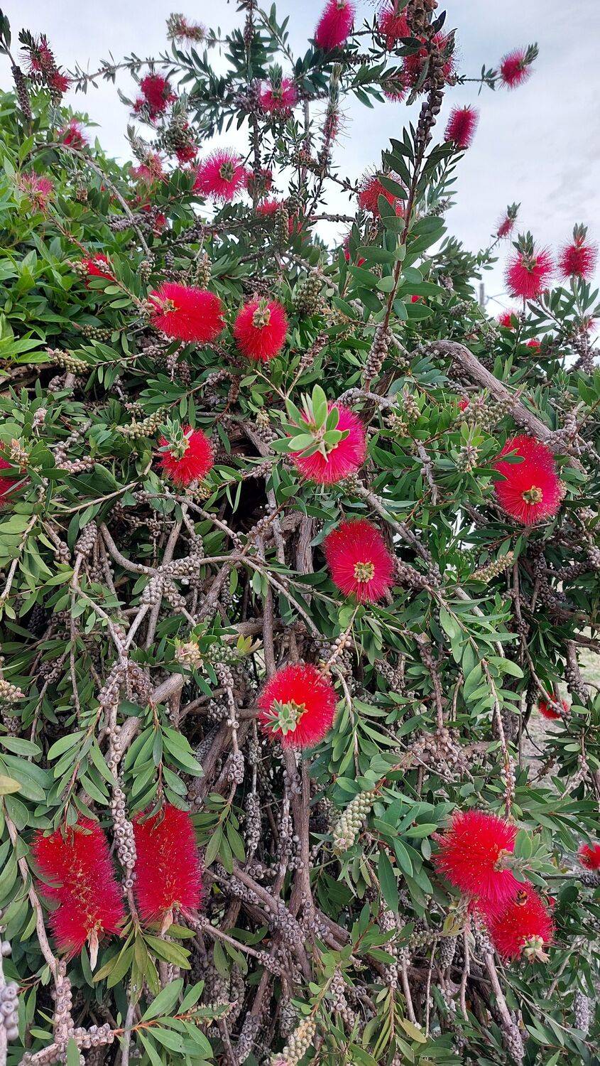 Limpa garrafas