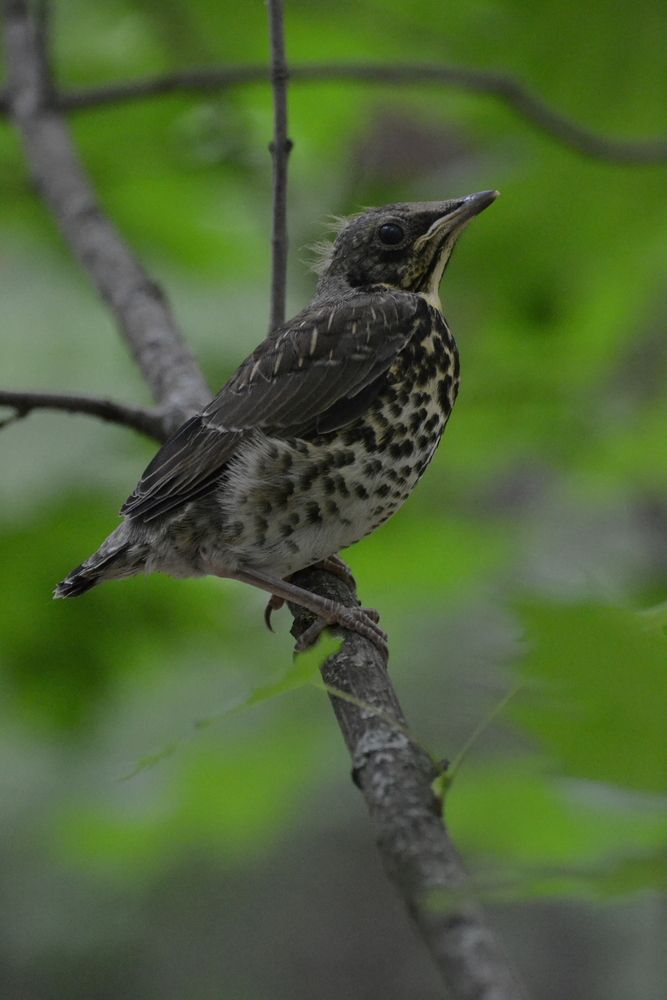 Photograph by Людмила Куренкова