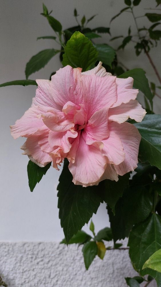 A rosa da China