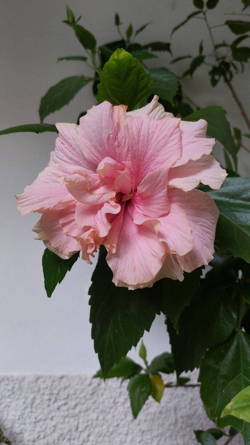 A rosa da China A rosa da China