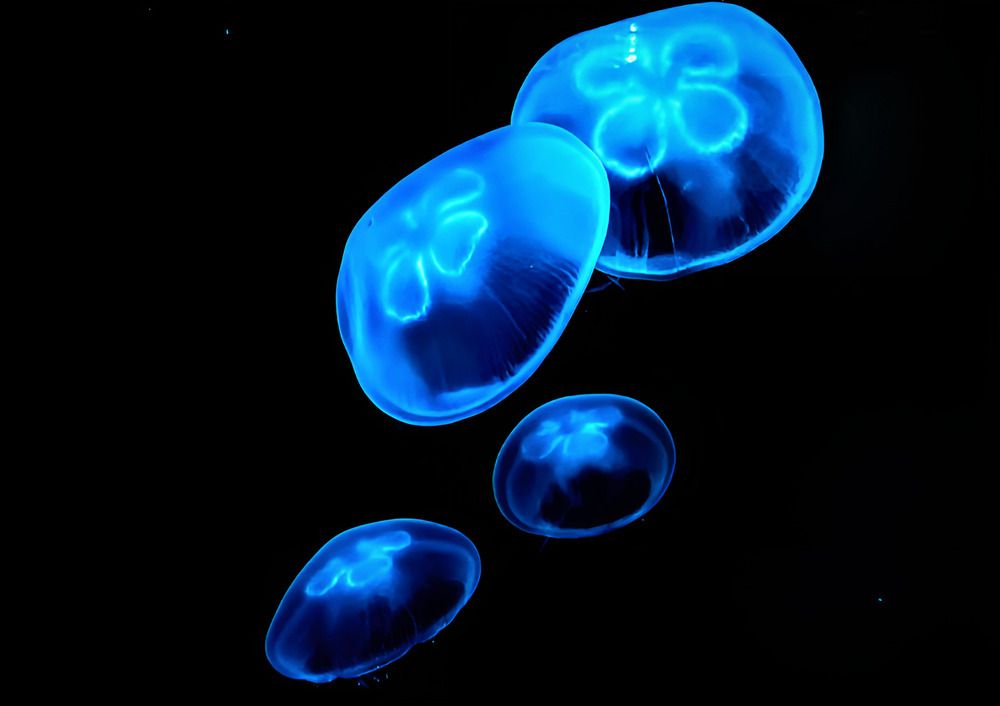 Deep Sea Quartet
