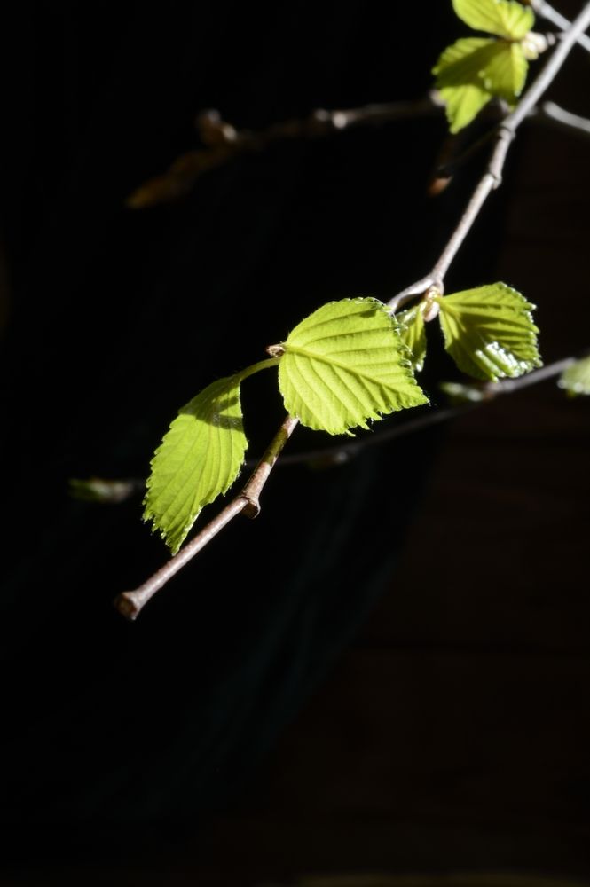 Photograph by Оксана Шенина