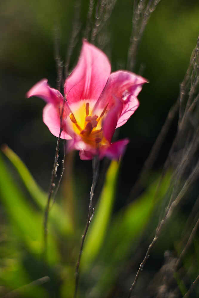 Photograph by Ирина Чиркова