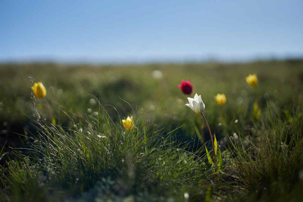 Photograph by Ирина Чиркова