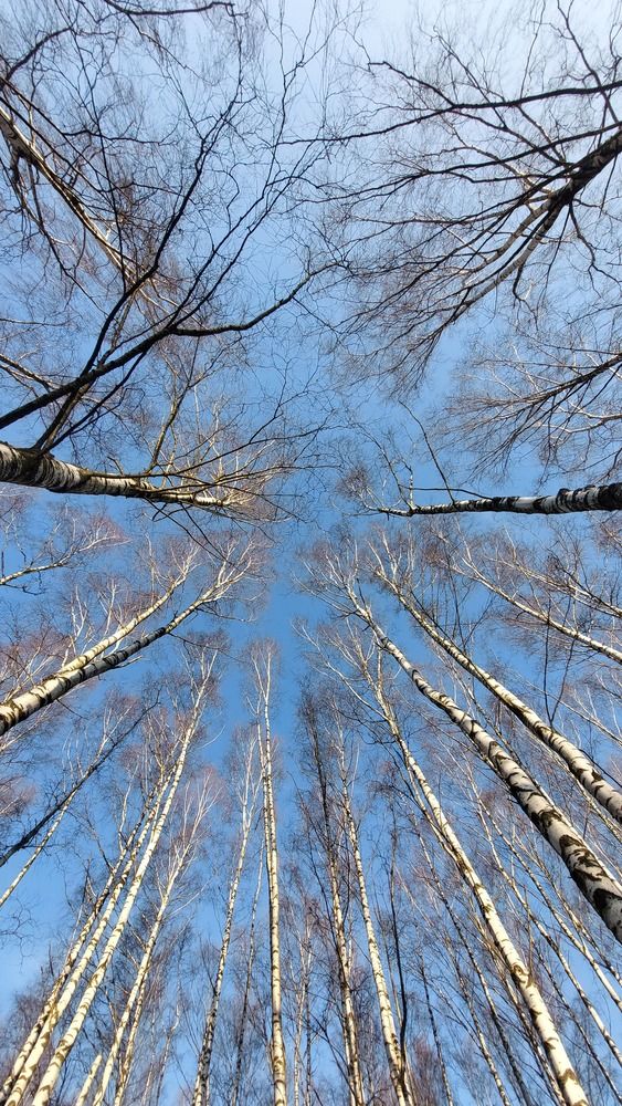 Birch trees looking up the sky