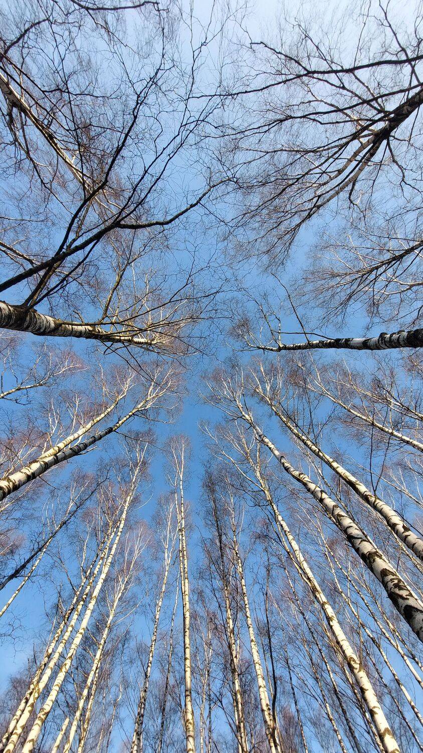 Birch trees looking up the sky