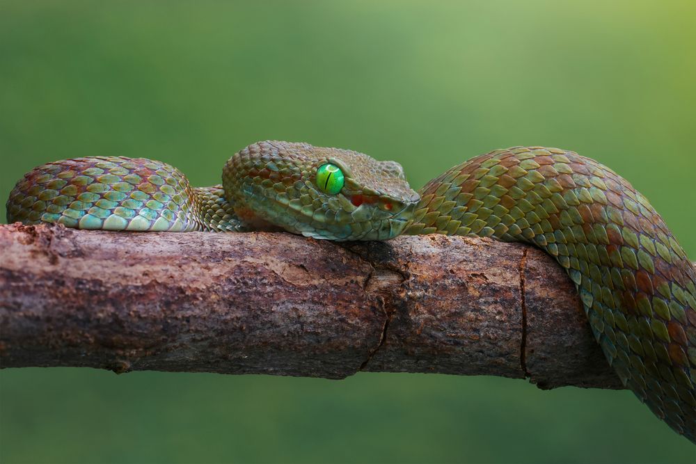 Trimeresurus truongsonensis