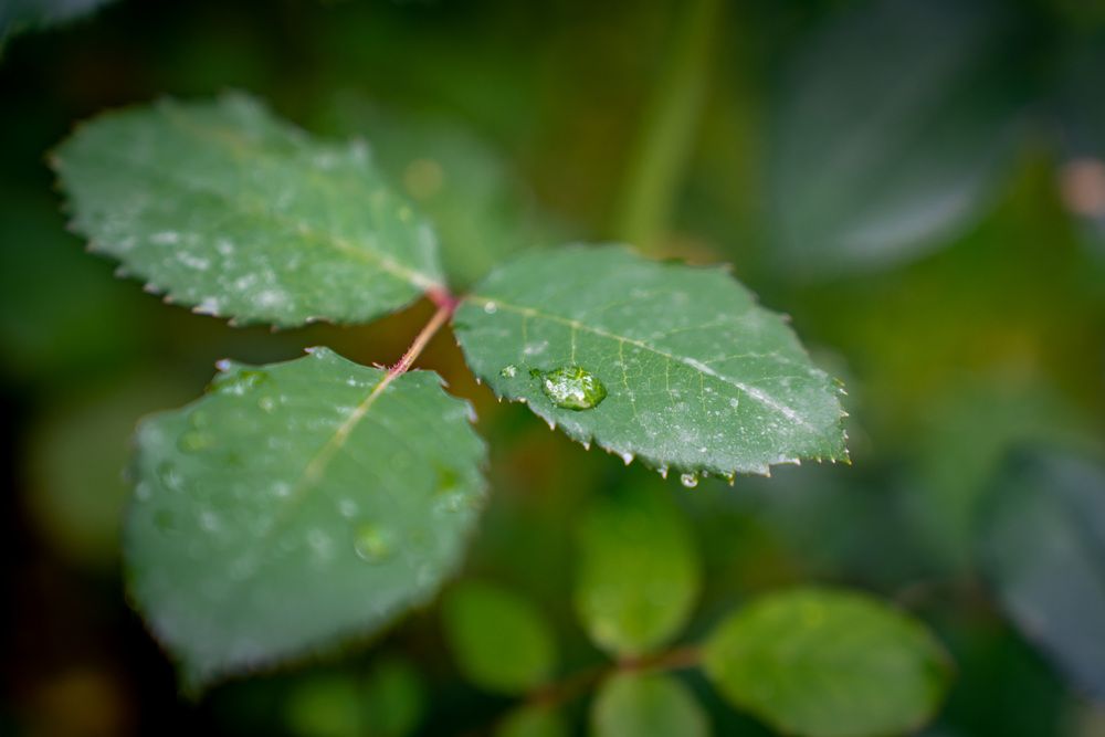 Photograph by Светлана Конькова