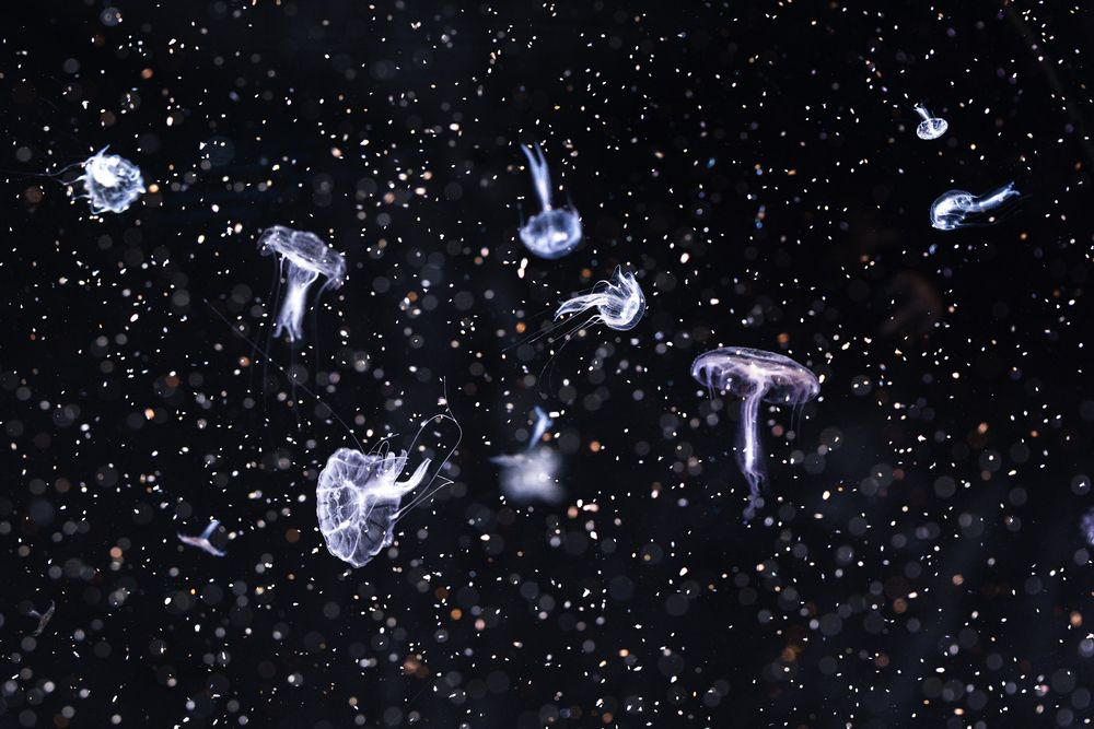 Jellyfish