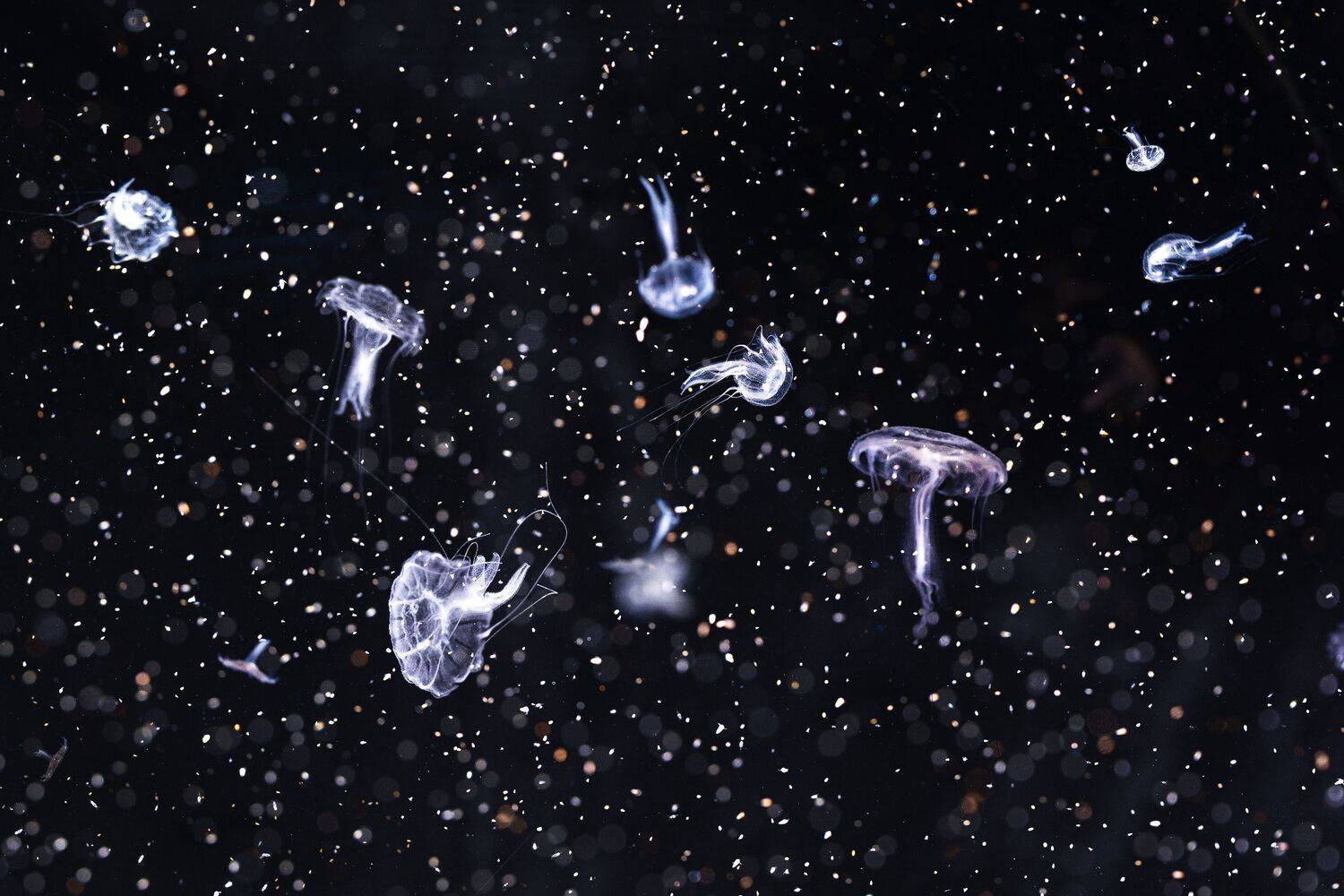 Jellyfish