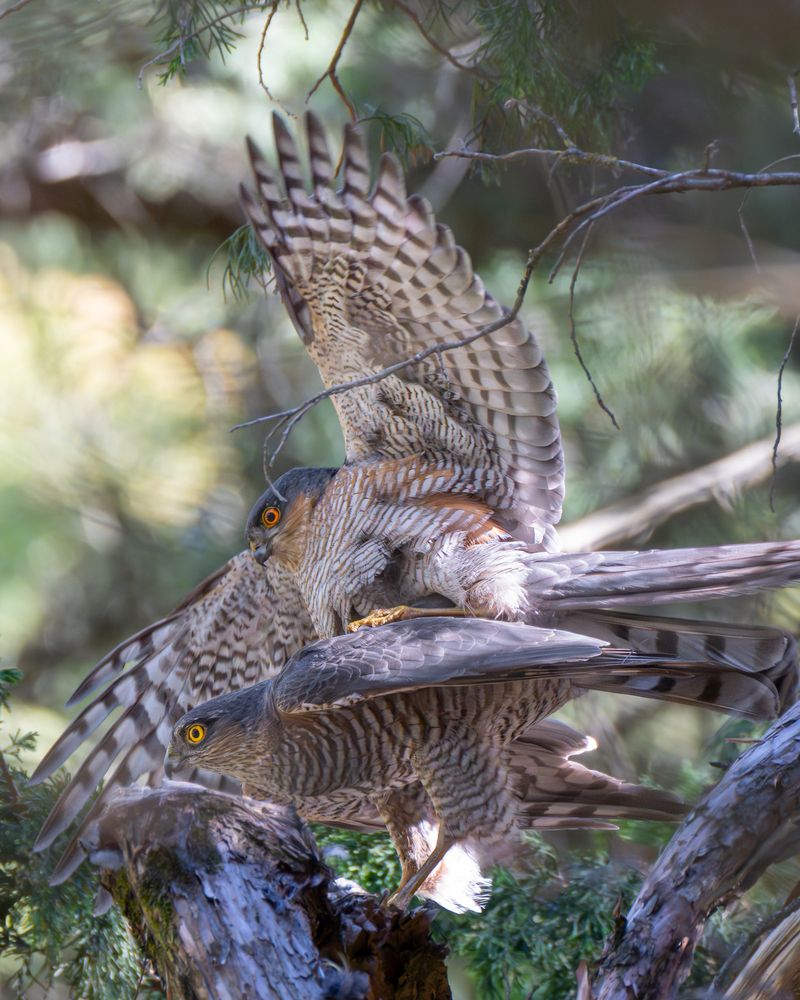 Eurasian Sparrowhawk Romance