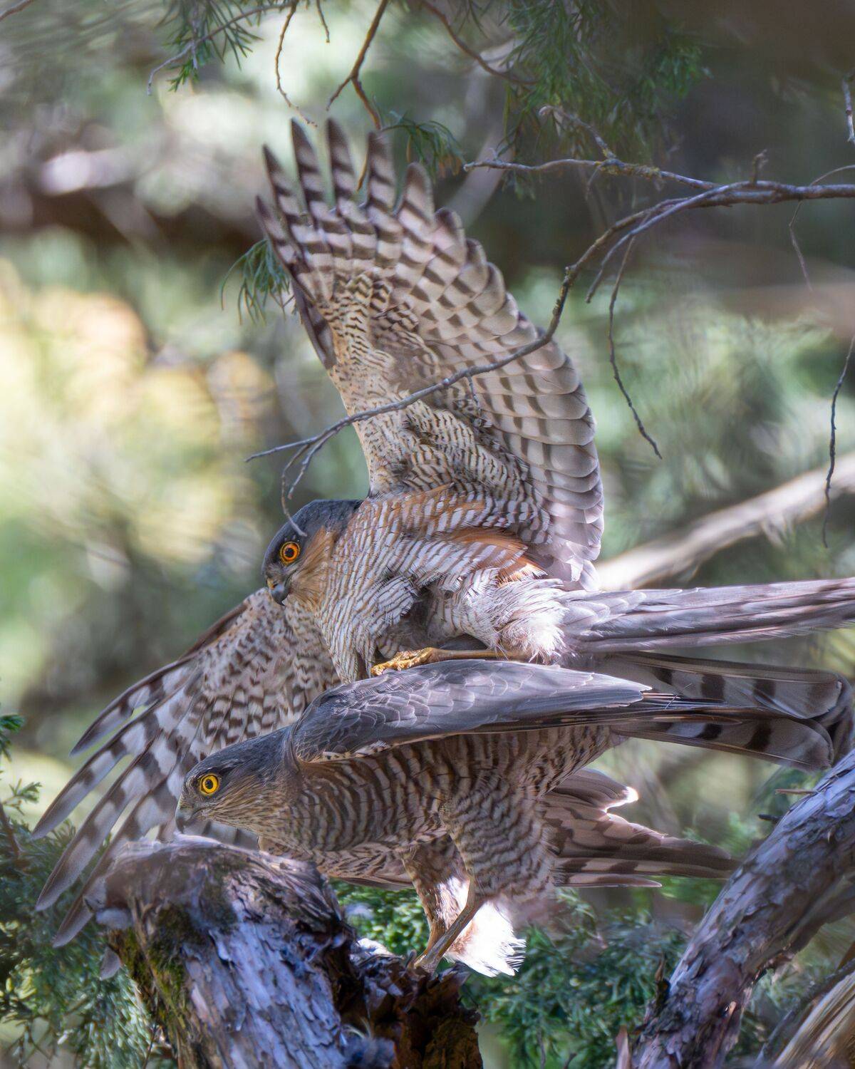 Eurasian Sparrowhawk Romance