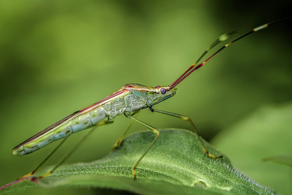 Rice Ear Bug