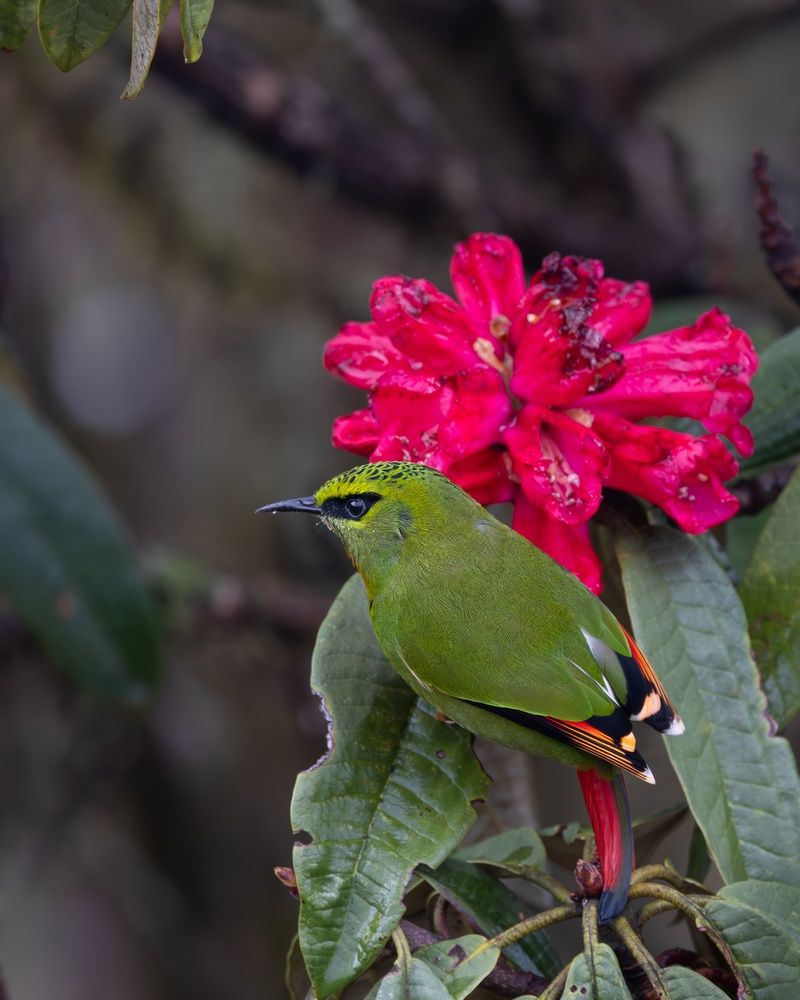 Photograph by Rohan Bhattacharjee