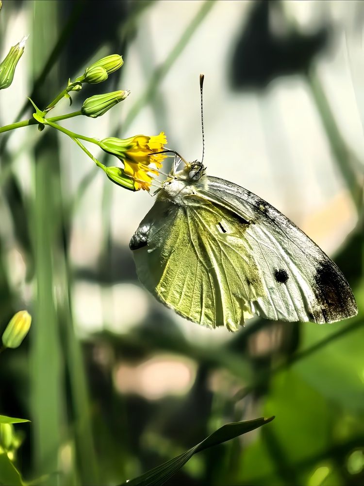 Emerald Nectar