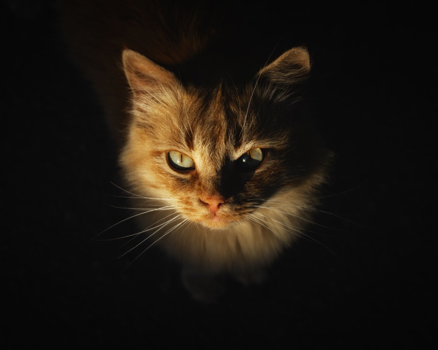 Photo #13608450