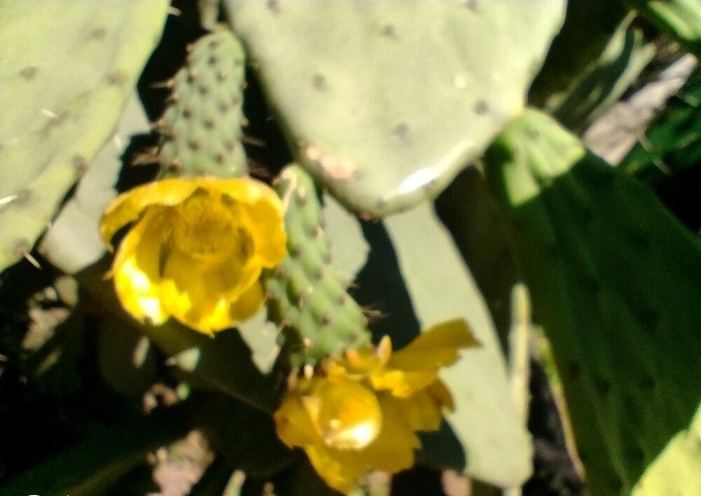 Cactus en flor.