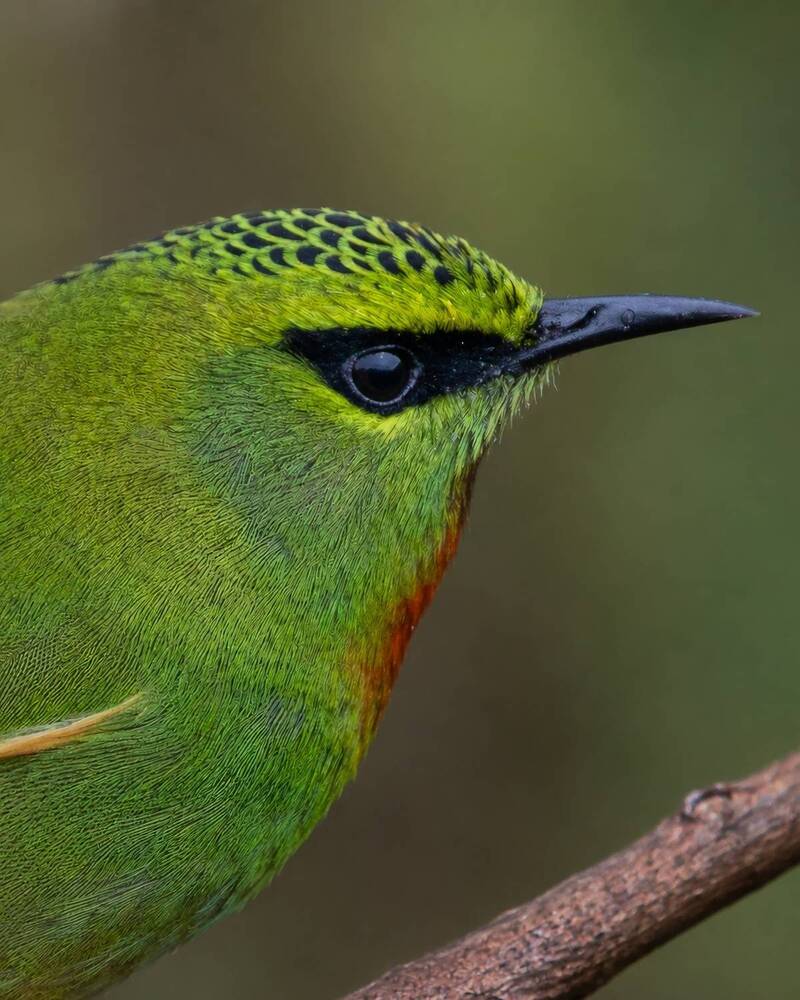Photograph by Rohan Bhattacharjee