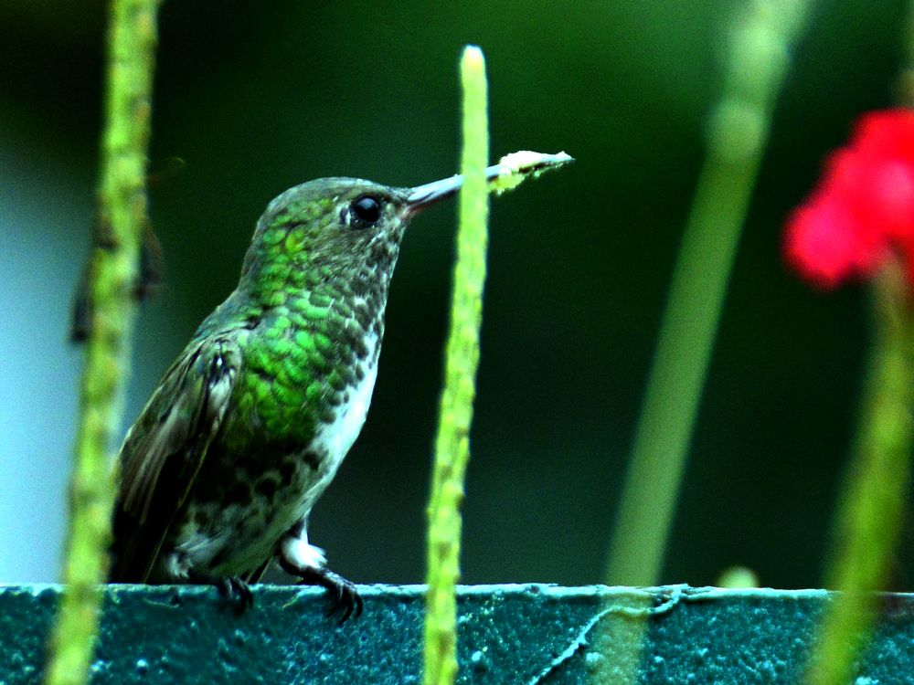 COLIBRÌ VERDE ESMERALDA