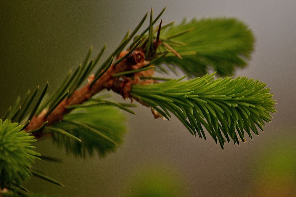 Photograph by Николай Леухин