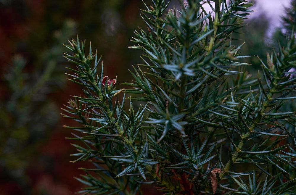 Just a fir tree