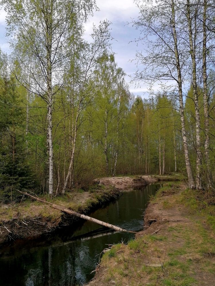 Зелёная весна