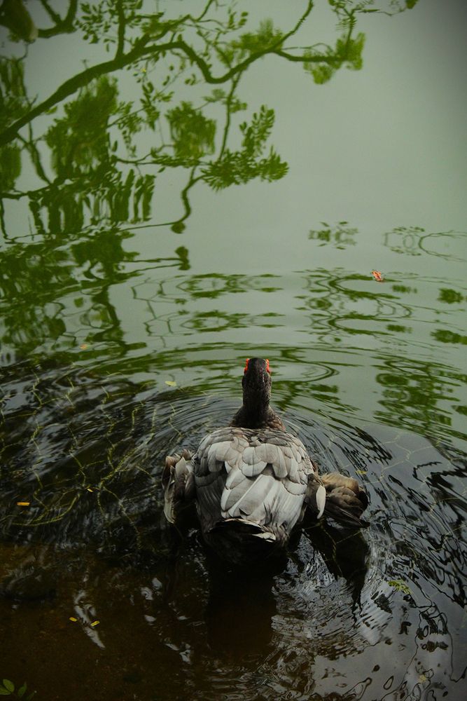 Photograph by Pamudi Obeyesekera