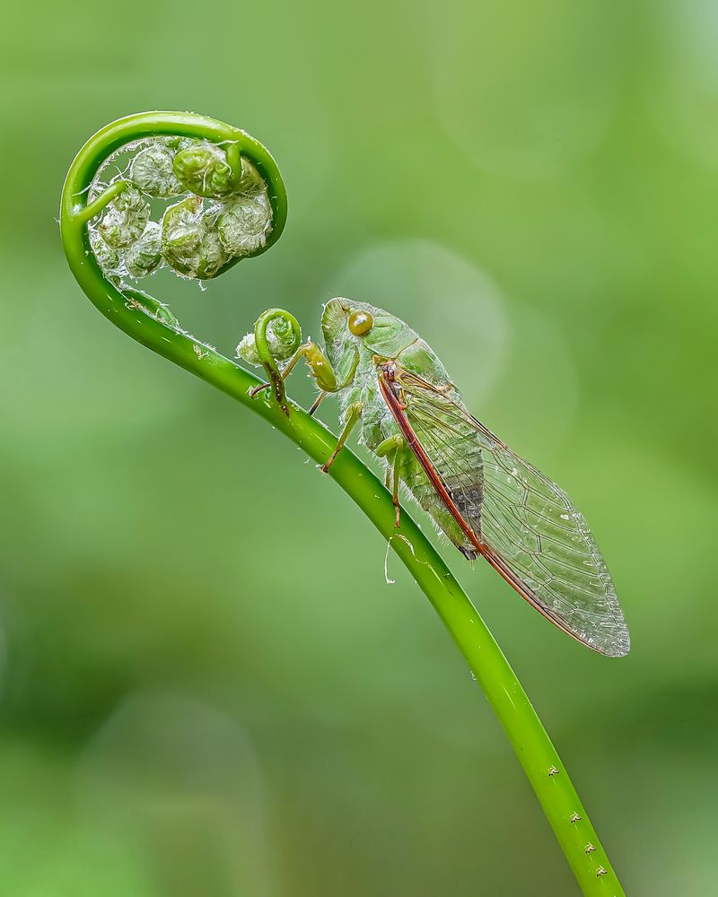 The Cicada\'s Rest