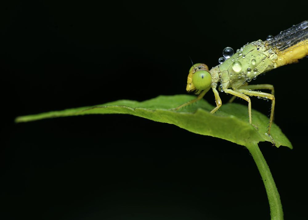 Photograph by Utpal Sarker