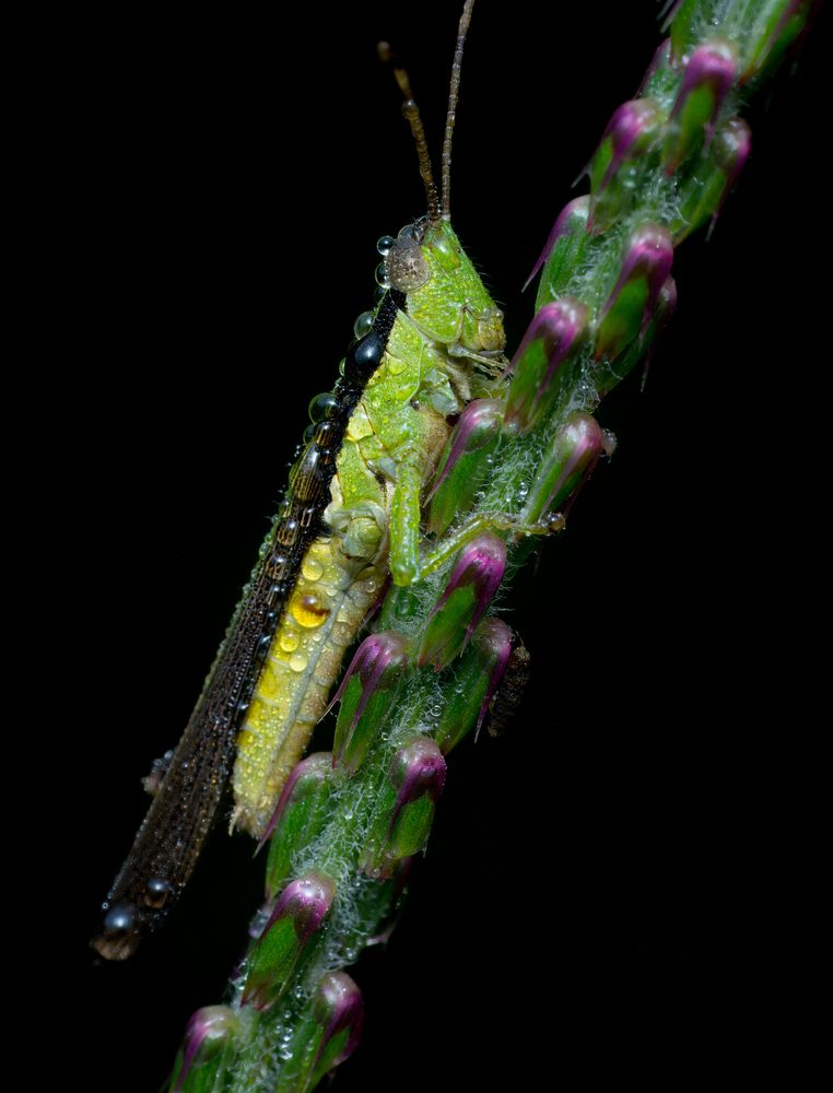 Photograph by Utpal Sarker