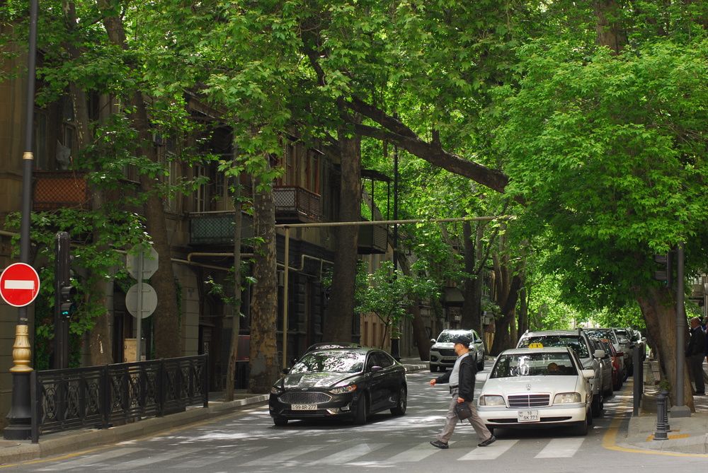 Under the Green Canopy