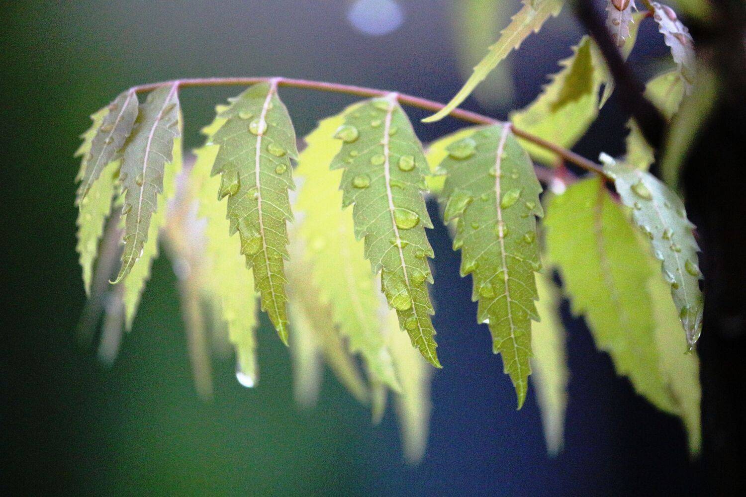 ID: Just After Rain