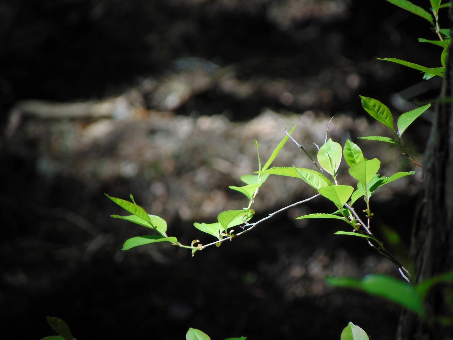 Photo #13608734