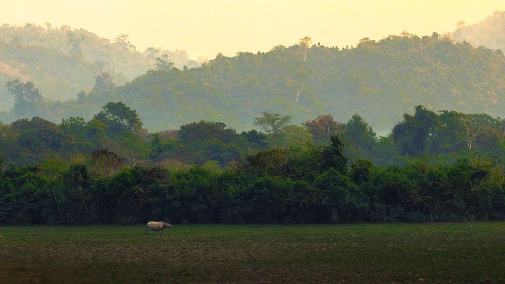 Photograph by Rajarshi Roy